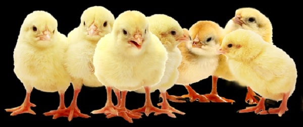 Read more about the article Understanding the Different Types of Vaccines and Medications for Poultry Farming