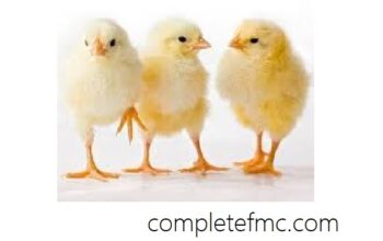The Importance of Vaccination and Medication in Poultry Farming