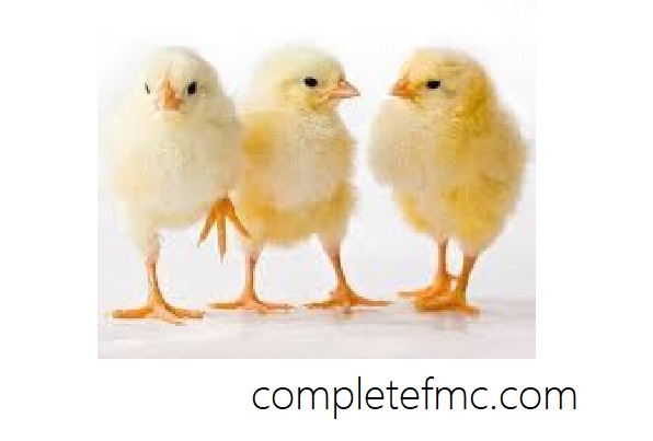 Read more about the article The Importance of Vaccination and Medication in Poultry Farming