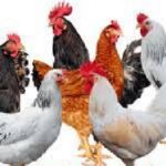Authentic Basics of Disease Prevention for Poultry Farm Health