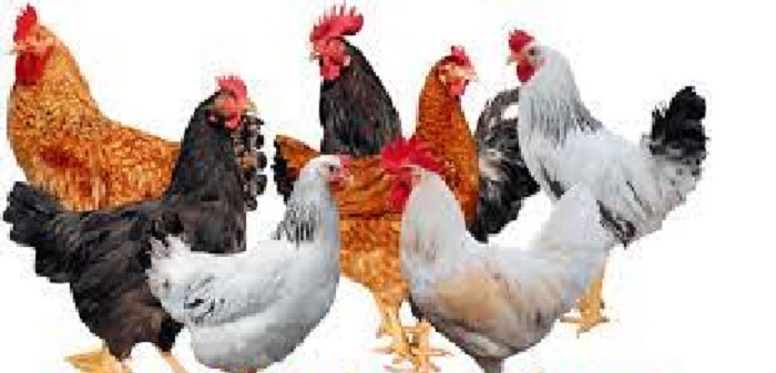 Authentic Basics of Disease Prevention for Poultry Farm Health