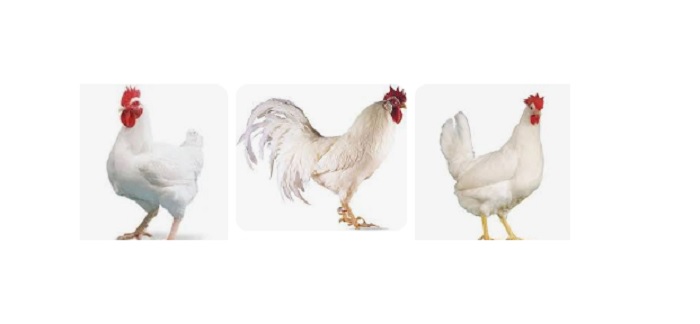 Authentic Basics of Disease Prevention for Poultry Farm Health